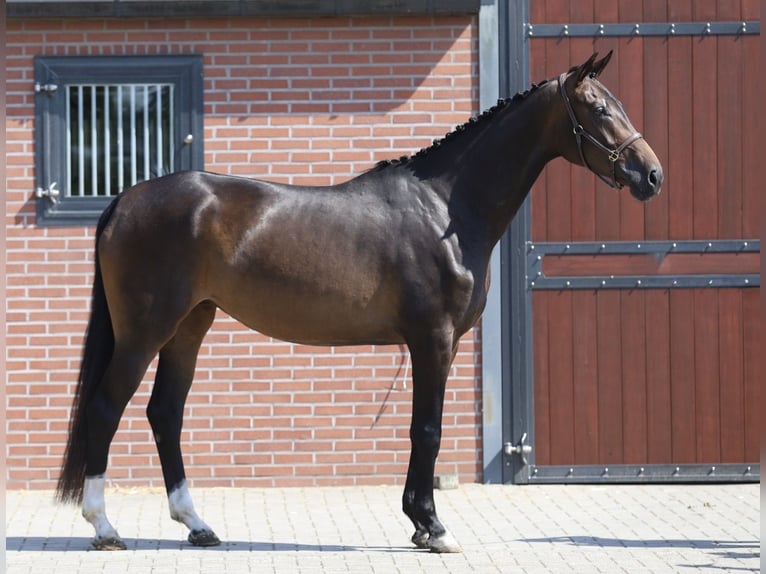 Koń hanowerski Klacz 4 lat 173 cm Gniada in Zieuwent