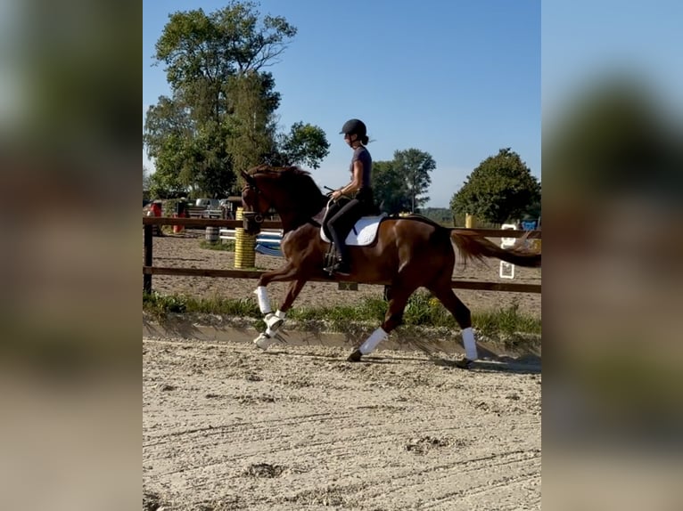 Koń hanowerski Klacz 4 lat 173 cm Kasztanowata in Hohnstorf (Elbe)