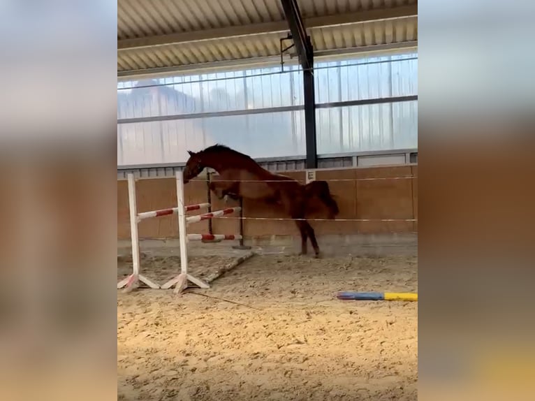 Koń hanowerski Klacz 4 lat 173 cm Kasztanowata in Hohnstorf (Elbe)