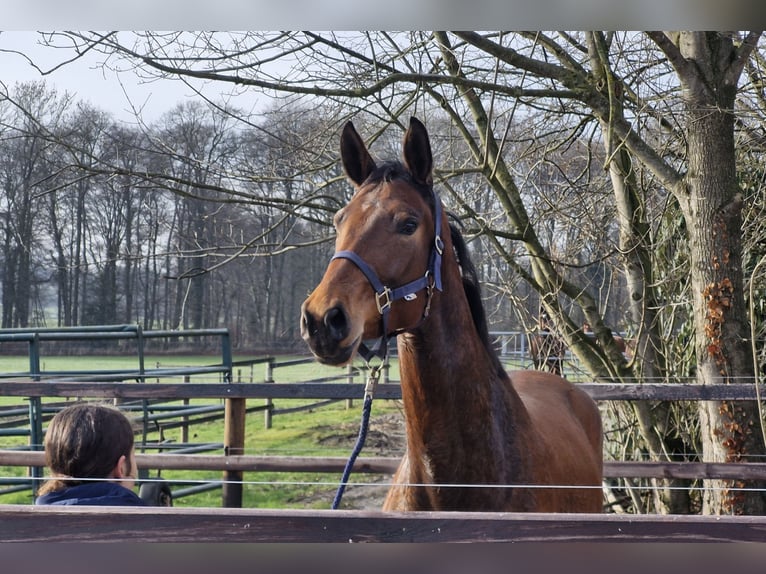 Koń hanowerski Klacz 4 lat 174 cm Gniada in Ostercappeln