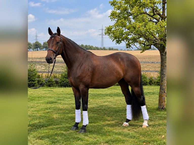 Koń hanowerski Klacz 4 lat 174 cm Gniada in Chorin