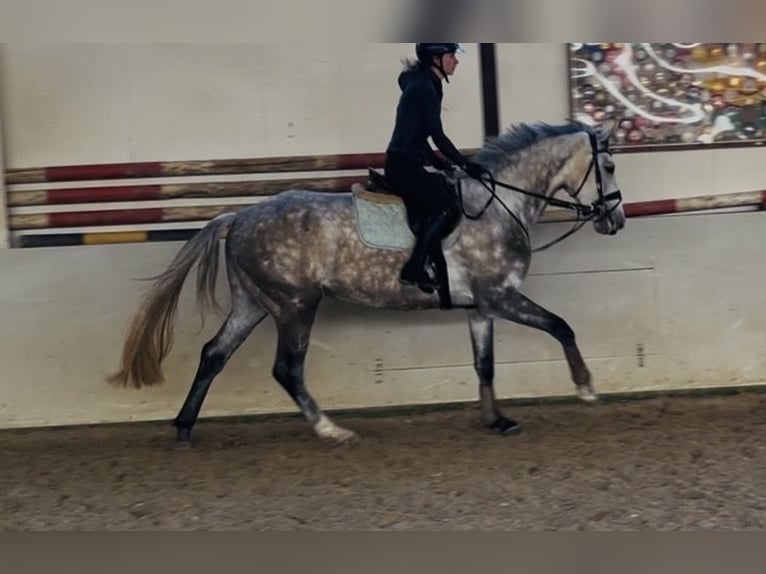 Koń hanowerski Klacz 4 lat 174 cm Siwa jabłkowita in Sottrum