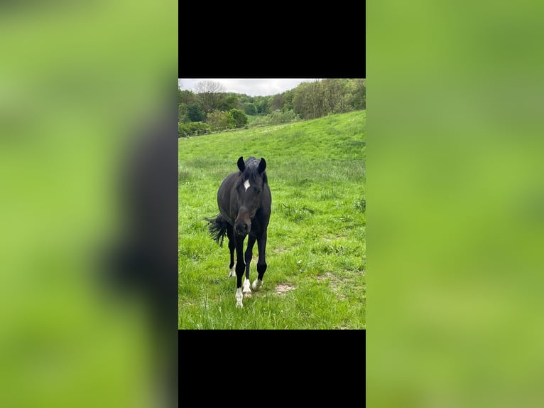 Koń hanowerski Klacz 4 lat 174 cm Skarogniada in Hildesheim