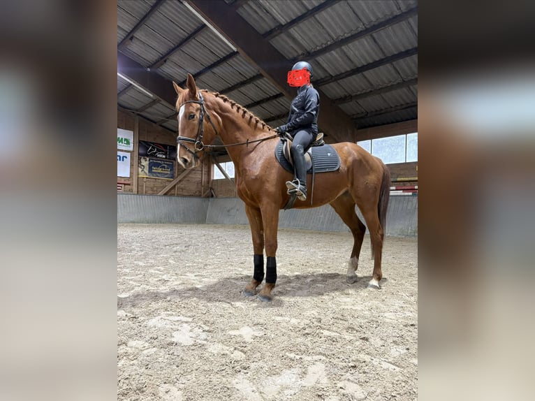 Koń hanowerski Klacz 4 lat 175 cm Kasztanowata in Gittelde