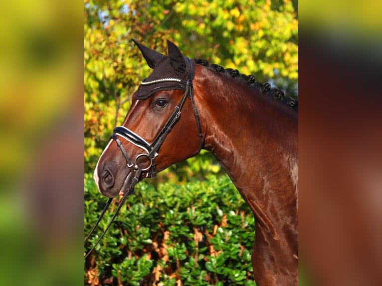 Koń hanowerski Klacz 4 lat 178 cm Gniada in Selsingen