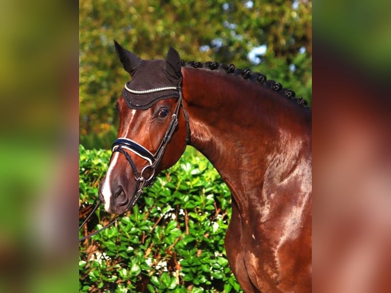 Koń hanowerski Klacz 4 lat 178 cm Gniada in Selsingen