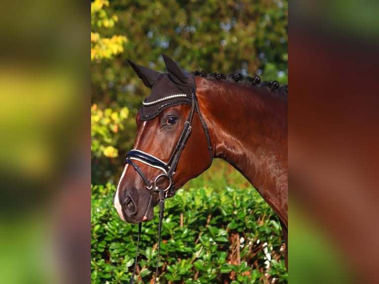 Koń hanowerski Klacz 4 lat 178 cm Gniada in Selsingen