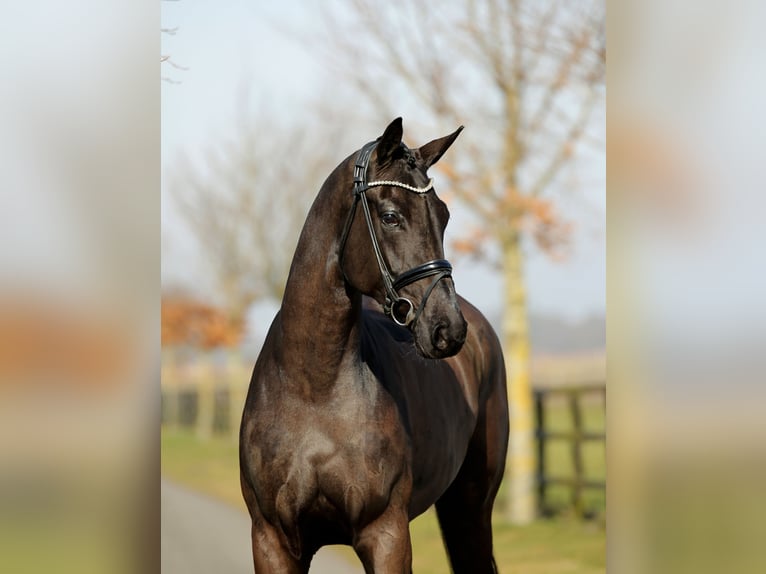 Koń hanowerski Klacz 4 lat 178 cm Kara in DiepholZ