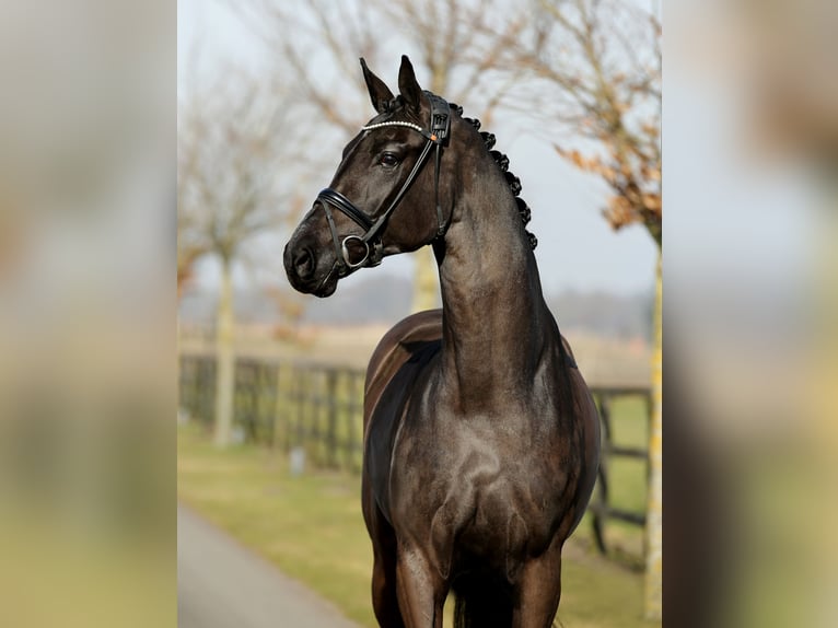 Koń hanowerski Klacz 4 lat 178 cm Kara in DiepholZ