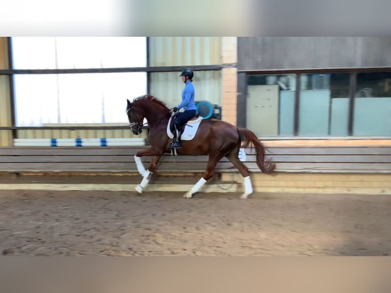 Koń hanowerski Klacz 4 lat 178 cm Kasztanowata in Burgdorf