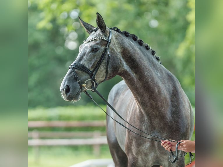 Koń hanowerski Klacz 4 lat 179 cm Siwa in Münster