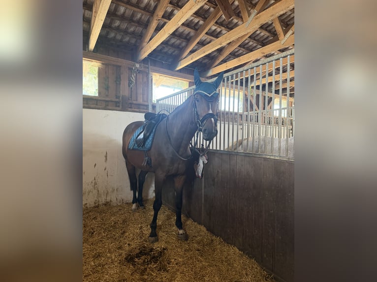 Koń hanowerski Klacz 4 lat 180 cm Gniada in Rimbach
