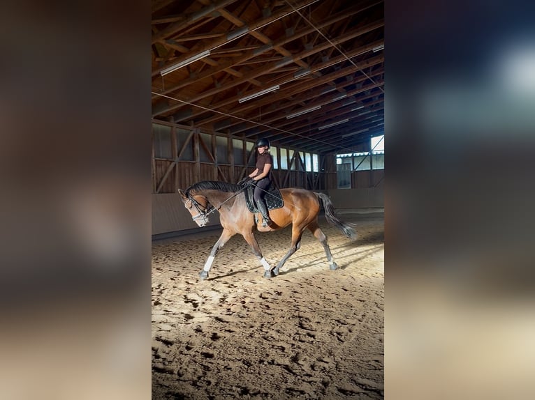 Koń hanowerski Klacz 4 lat 180 cm Gniada in Rimbach