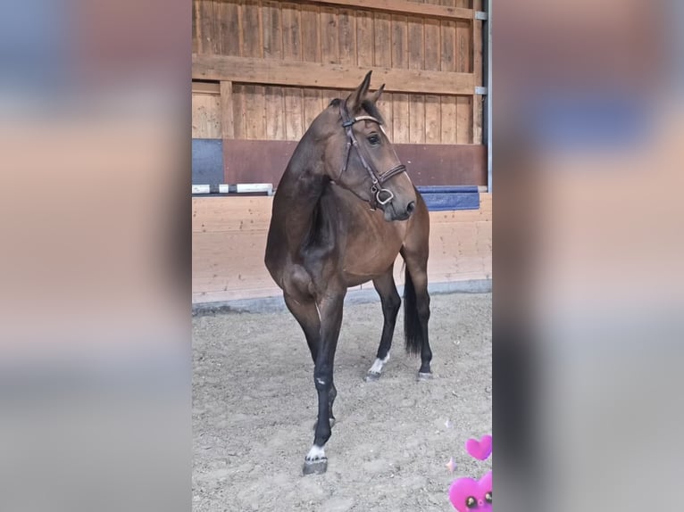 Koń hanowerski Klacz 4 lat 180 cm Gniada in Rimbach