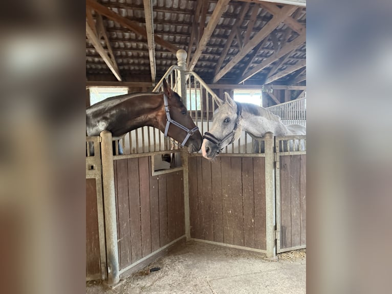 Koń hanowerski Klacz 4 lat 180 cm Gniada in Rimbach
