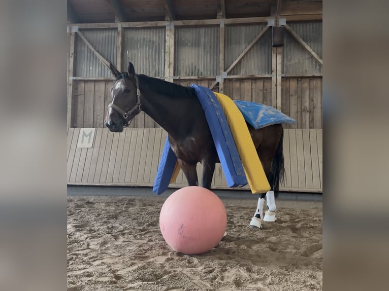 Koń hanowerski Klacz 4 lat 180 cm Gniada in Rimbach