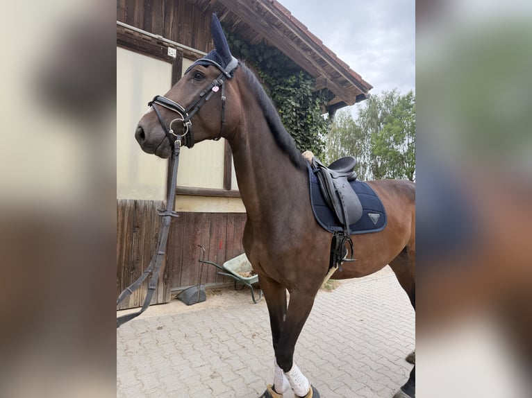 Koń hanowerski Klacz 4 lat 180 cm Gniada in Rimbach