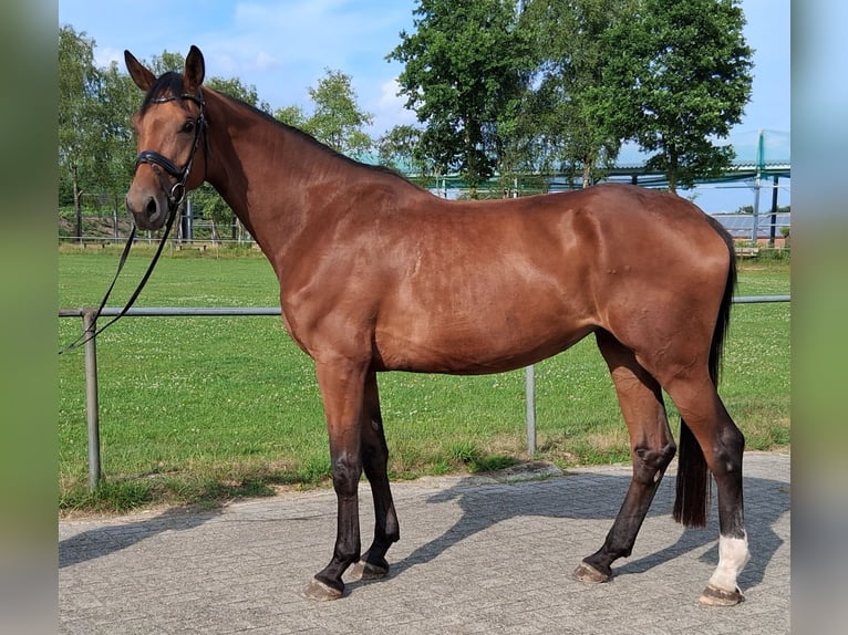 Koń hanowerski Klacz 4 lat 183 cm Gniada in Nordhorn Koń hanowerski Klacz 4 lat 183 cm Gniada in Nordhorn