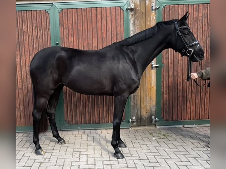 Koń hanowerski Klacz 4 lat Kara in Niedernstöcken