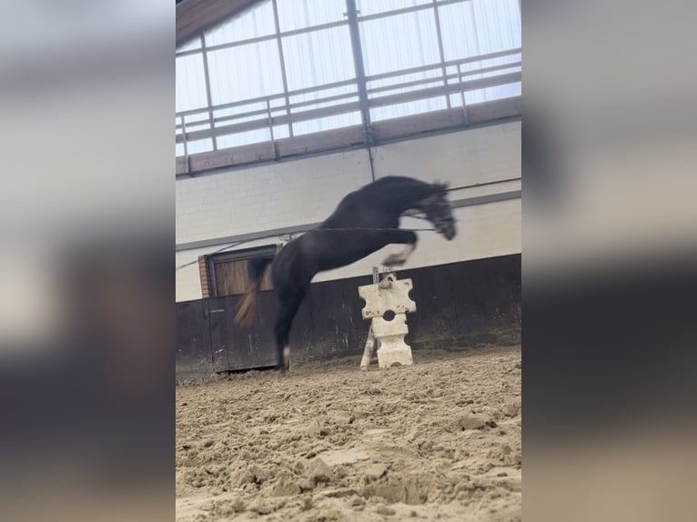 Koń hanowerski Klacz 4 lat Siwa in Dorsten