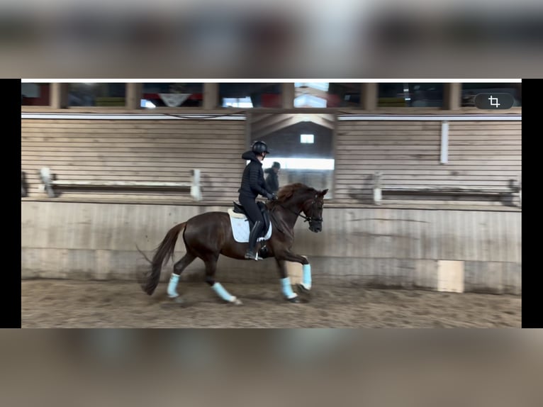 Koń hanowerski Klacz 5 lat 157 cm Ciemnokasztanowata in Saalfelden am Steinernen Meer