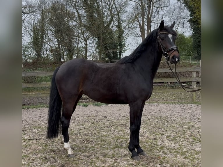 Koń hanowerski Klacz 5 lat 158 cm Ciemnogniada in Hagen im Bremischen