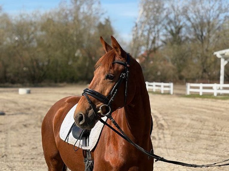 Koń hanowerski Klacz 5 lat 158 cm Ciemnokasztanowata in Verden (Aller)