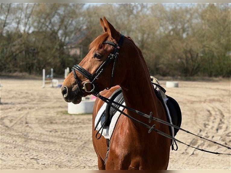 Koń hanowerski Klacz 5 lat 158 cm Ciemnokasztanowata in Verden (Aller)