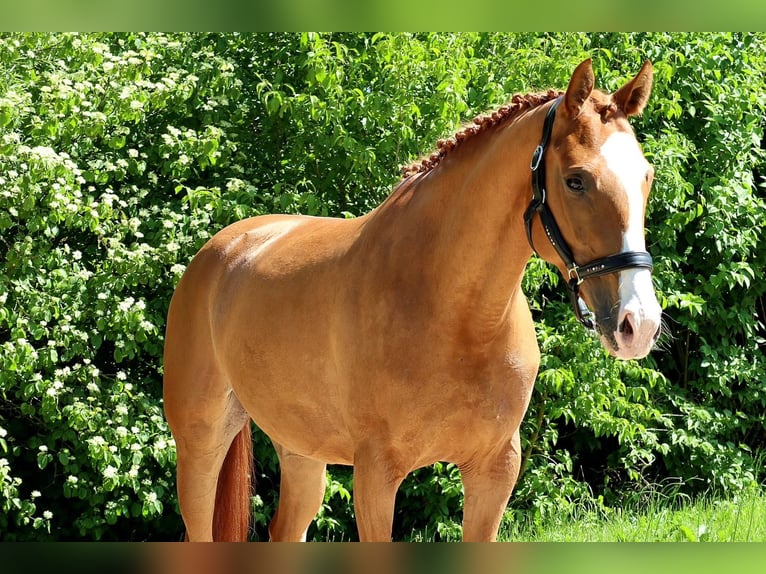 Koń hanowerski Klacz 5 lat 158 cm Kasztanowata in Altenahr