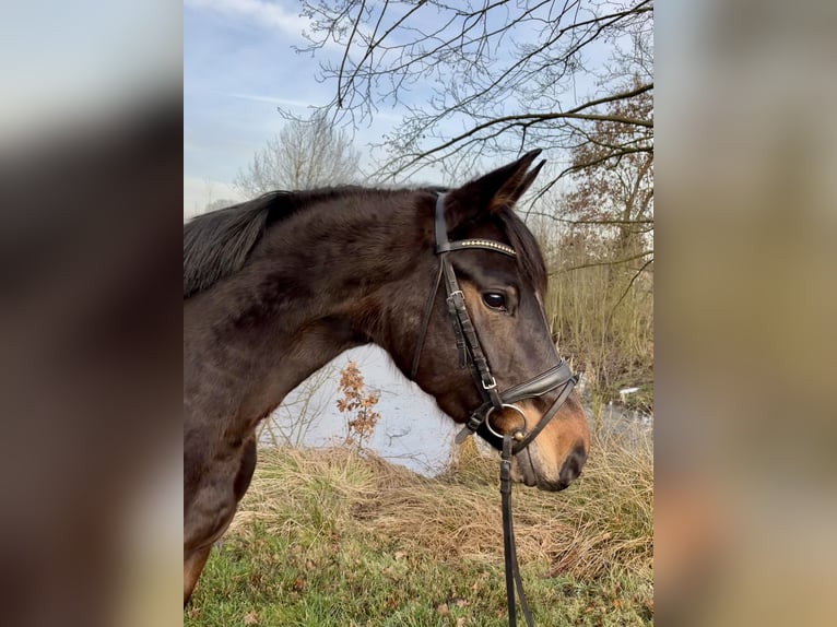 Koń hanowerski Klacz 5 lat 160 cm Ciemnogniada in Walsrode