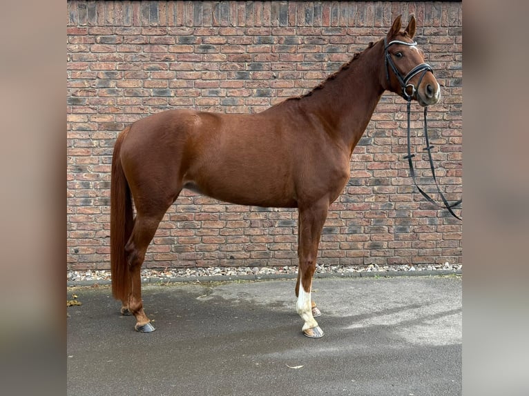 Koń hanowerski Klacz 5 lat 160 cm Ciemnokasztanowata in Niederkassel