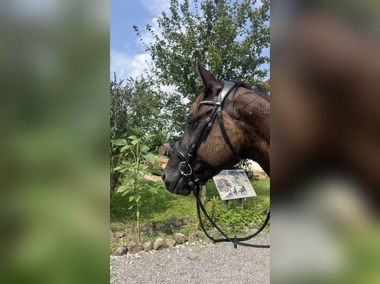 Koń hanowerski Klacz 5 lat 160 cm Kara in Ludwigshafen am Rhein