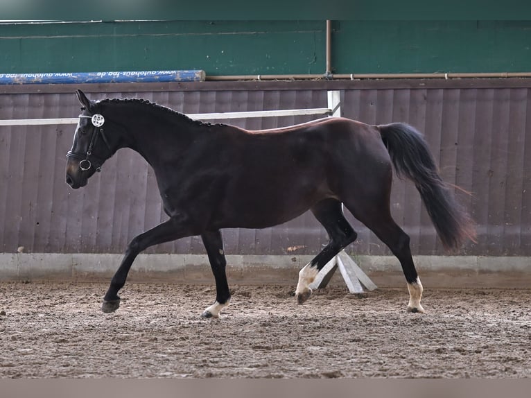 Koń hanowerski Klacz 5 lat 161 cm Skarogniada in Vechelde