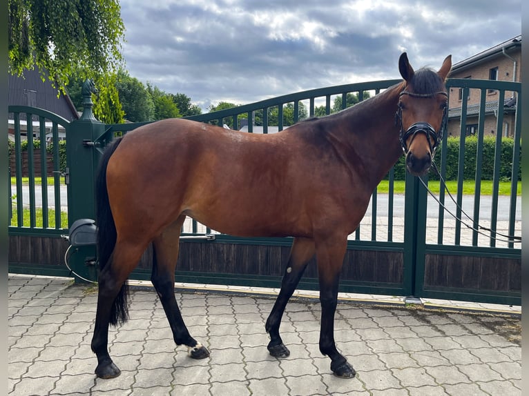 Koń hanowerski Klacz 5 lat 162 cm Gniada in Brest