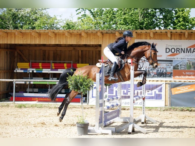 Koń hanowerski Klacz 5 lat 162 cm Gniada in Gablingen