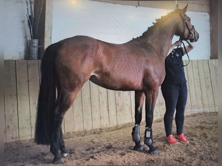 Koń hanowerski Klacz 5 lat 162 cm Gniada in Gablingen
