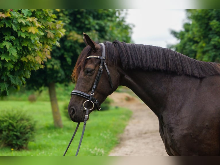 Koń hanowerski Klacz 5 lat 162 cm Kara in G&#xFC;by