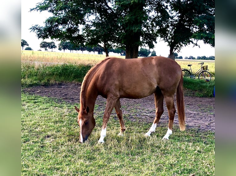 Koń hanowerski Klacz 5 lat 162 cm Kasztanowata in Walsrode