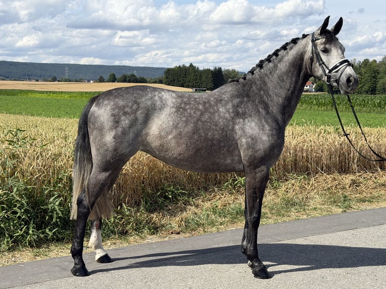 Koń hanowerski Klacz 5 lat 162 cm Siwa jabłkowita in Riedlingen
