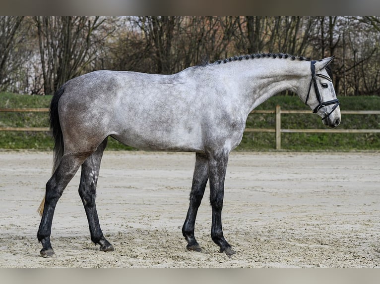 Koń hanowerski Klacz 5 lat 162 cm Siwa in Riedstadt