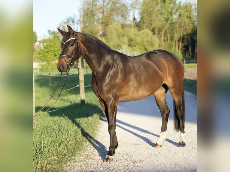 Koń hanowerski Klacz 5 lat 163 cm Ciemnogniada in Nersingen