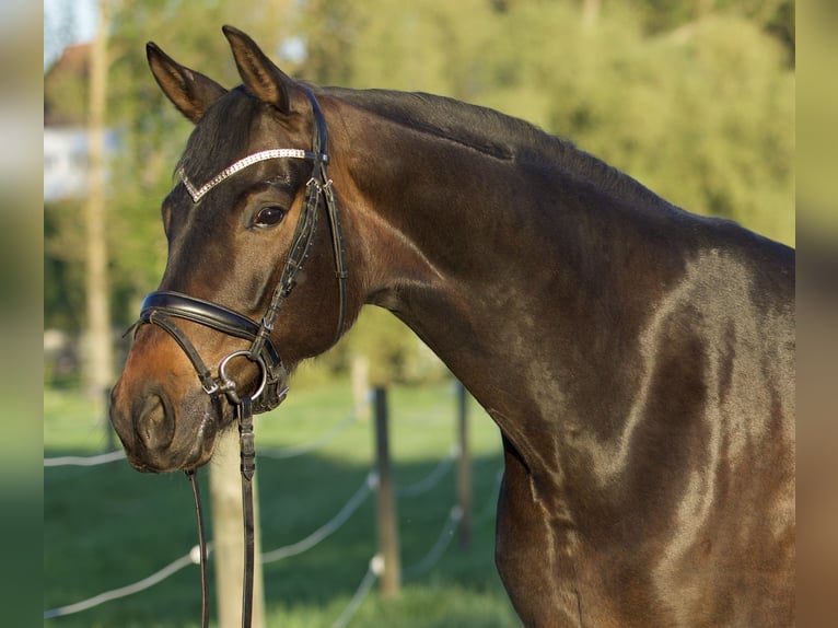 Koń hanowerski Klacz 5 lat 163 cm Ciemnogniada in Nersingen