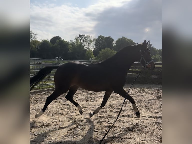Koń hanowerski Klacz 5 lat 163 cm Ciemnogniada in Nersingen