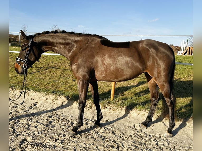 Koń hanowerski Klacz 5 lat 163 cm Ciemnogniada in Salzhemmendorf