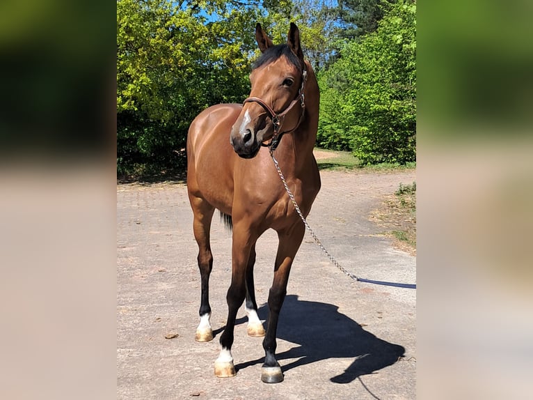 Koń hanowerski Klacz 5 lat 163 cm Gniada in Messel