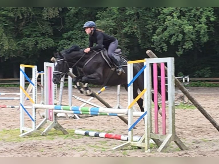 Koń hanowerski Klacz 5 lat 163 cm Kara in Braunschweig