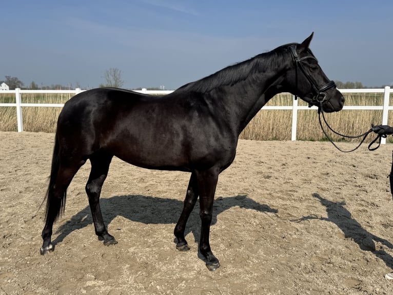 Koń hanowerski Klacz 5 lat 163 cm Kara in Wangerland Hohenkirchen