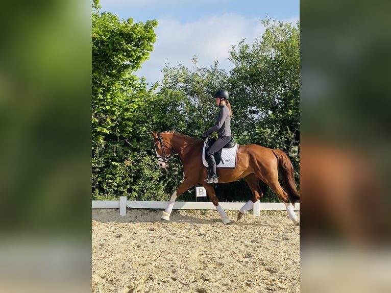 Koń hanowerski Klacz 5 lat 163 cm Kasztanowata in Braunschweig