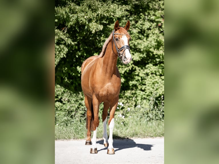 Koń hanowerski Klacz 5 lat 163 cm Kasztanowata in Braunschweig