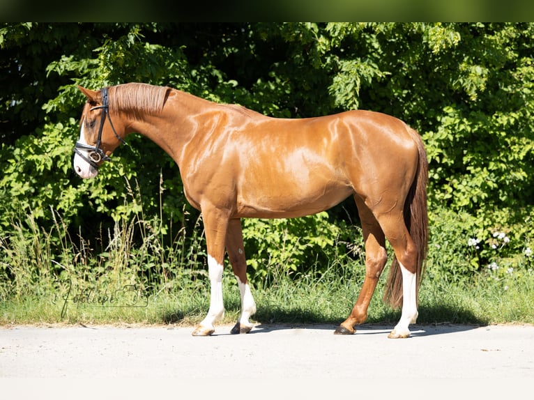 Koń hanowerski Klacz 5 lat 163 cm Kasztanowata in Braunschweig